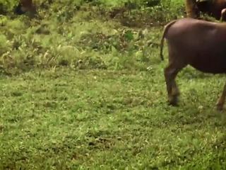 Interrupted দ্বারা একটি buffalo? তীব্র গলার গভীরে সঙ্গে কাম মধ্যে মুখ - leolulu